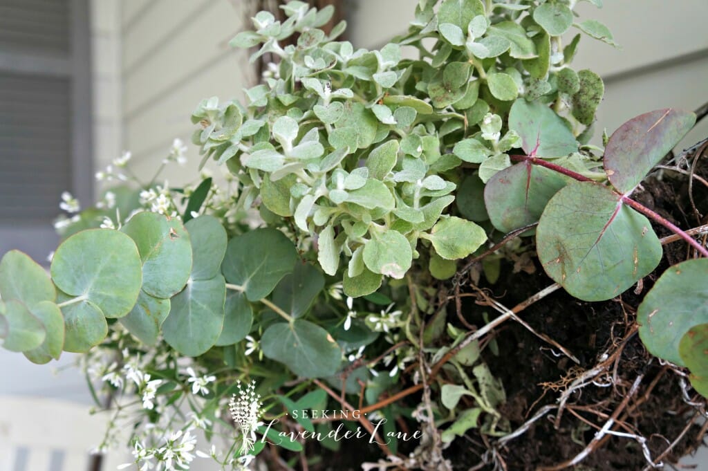 Eucalyptus and White flowers in wicker Wreath