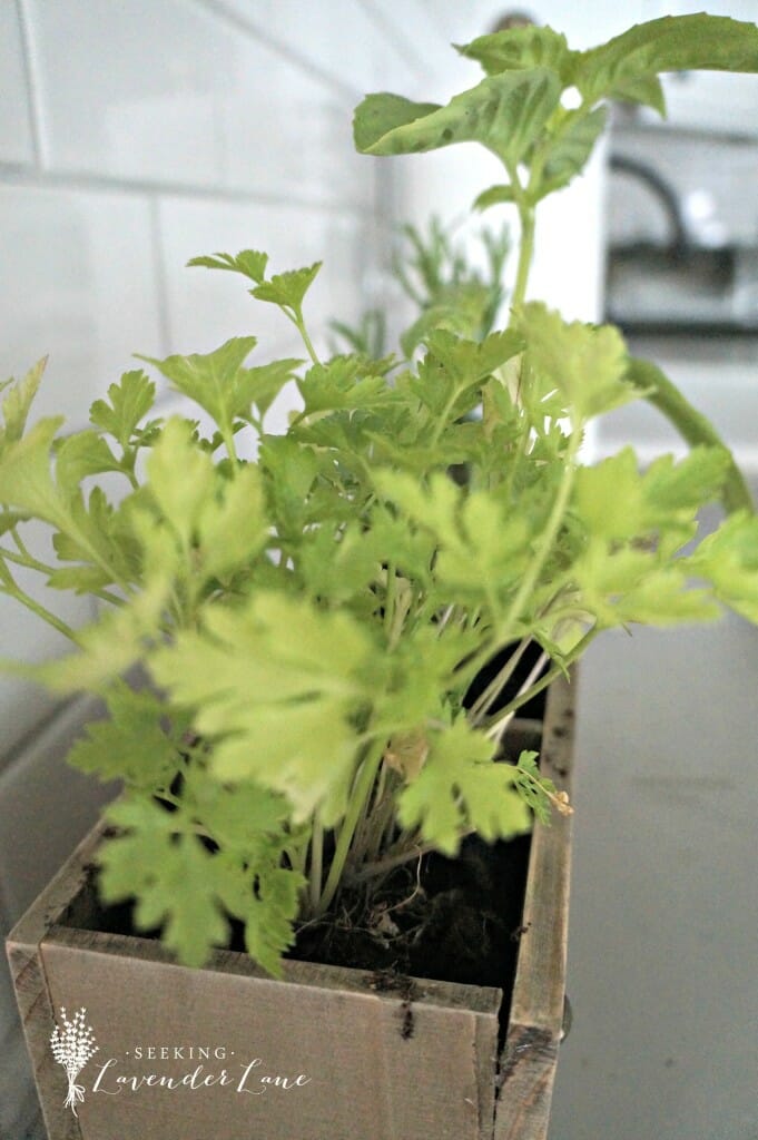 Fresh Herbs in the Kitchen