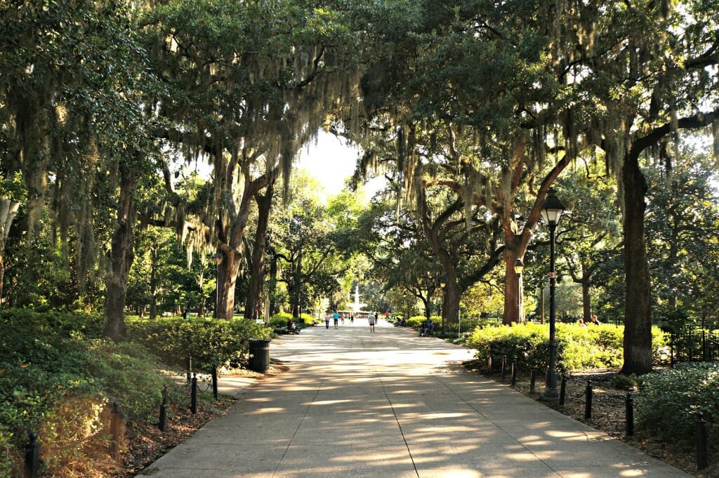 Savannah Trees