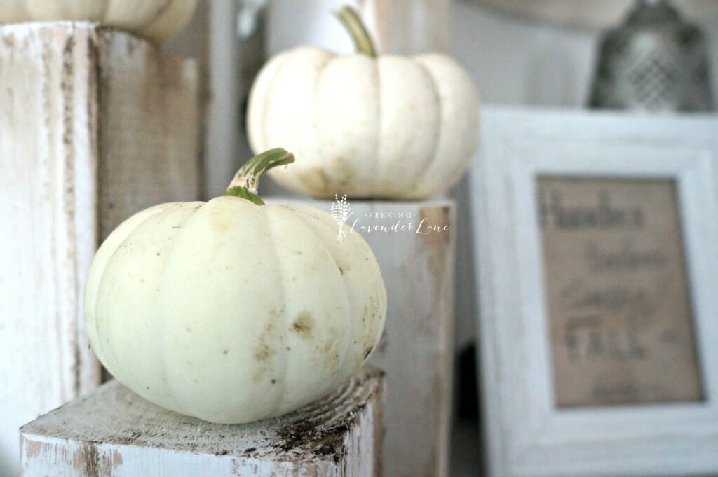 White pumpkins display