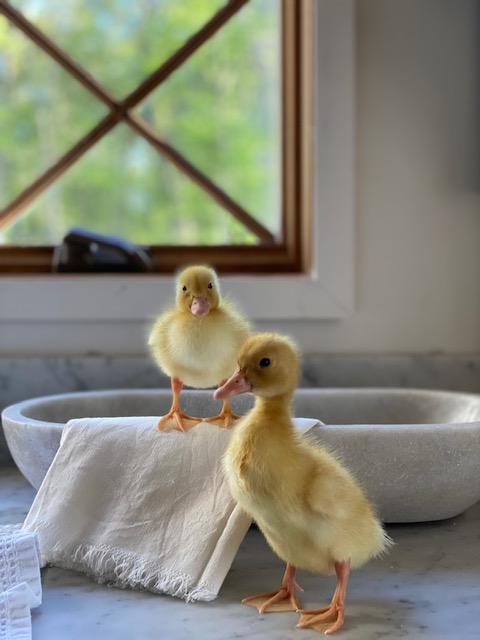 Deep Litter - The Best Method For A Duck And Chicken Run - Life Is Just  Ducky